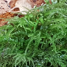 Load image into Gallery viewer, Feather Moss 0.5m x 1m  - Indigenous UK - Terrarium, House Plant, Gardens, Pots, Baskets. Capillary, Mulch
